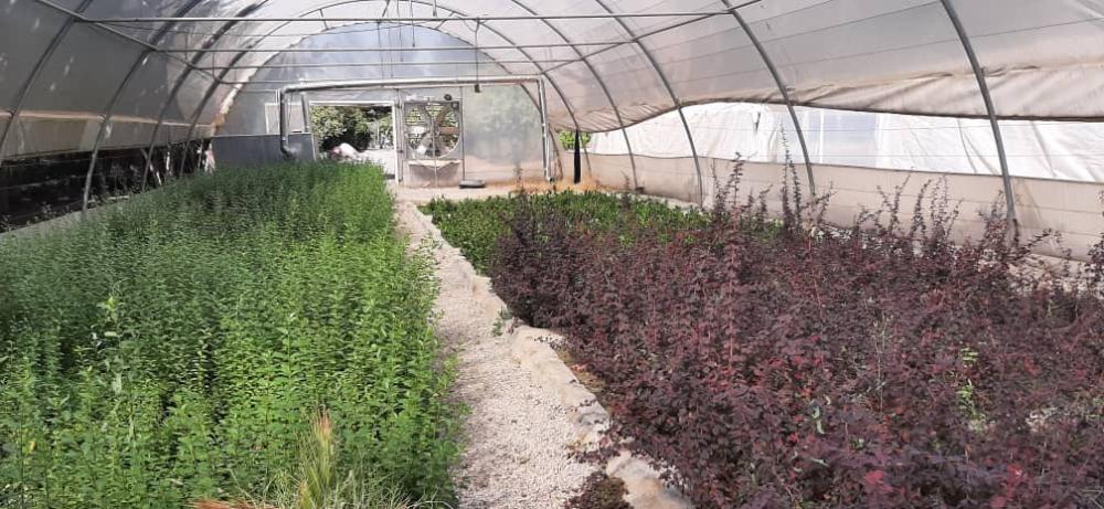 تولید نهال در گلخانه شهرداری دانشگاه رازی